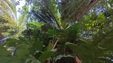 Yukarı bakan banyan kökleri palmiye yağı gövdesini boğar..