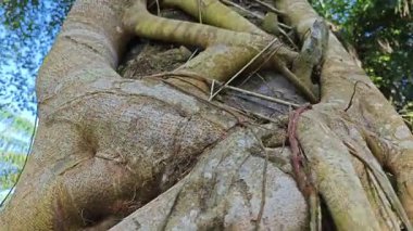 Yukarı bakan banyan kökleri palmiye yağı gövdesini boğar..