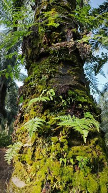 Ağaç kabuğundan ve etrafından filizlenen yabani eğreltiotu ve liken bitkisi..