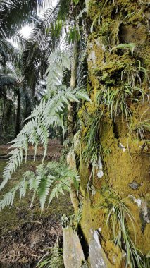 Ağaç kabuğundan ve etrafından filizlenen yabani eğreltiotu ve liken bitkisi..
