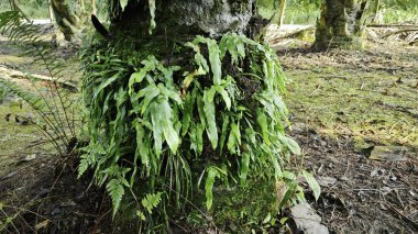 Ağaç kabuğundan ve etrafından filizlenen yabani eğreltiotu ve liken bitkisi..