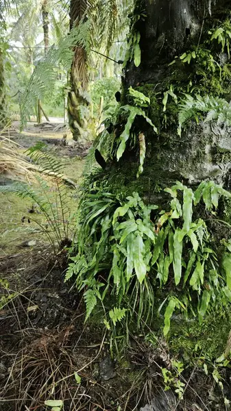 Ağaç kabuğundan ve etrafından filizlenen yabani eğreltiotu ve liken bitkisi..