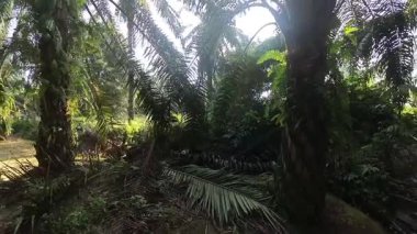 Güneş ışığı tarlaya yayılıyor parlak bir ışık patlaması yaratıyor..   