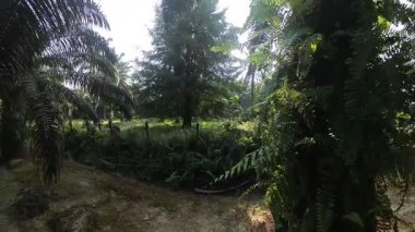 Güneş ışığı tarlaya yayılıyor parlak bir ışık patlaması yaratıyor..   