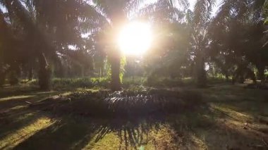 Güneş ışığı tarlaya yayılıyor parlak bir ışık patlaması yaratıyor..   