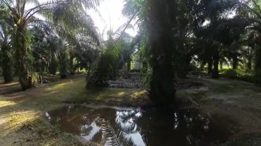 Güneş ışığı tarlaya yayılıyor parlak bir ışık patlaması yaratıyor..   