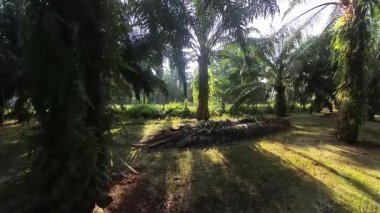 Güneş ışığı tarlaya yayılıyor parlak bir ışık patlaması yaratıyor..   