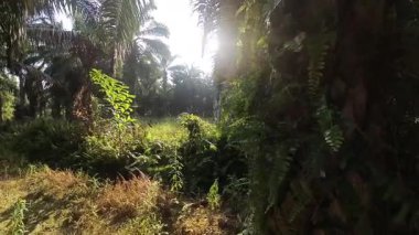 Güneş ışığı tarlaya yayılıyor parlak bir ışık patlaması yaratıyor..   