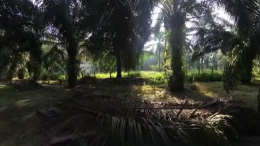 Güneş ışığı tarlaya yayılıyor parlak bir ışık patlaması yaratıyor..   