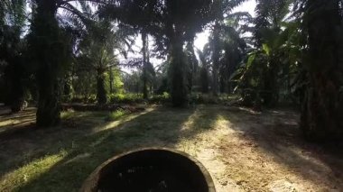 Güneş ışığı tarlaya yayılıyor parlak bir ışık patlaması yaratıyor..   