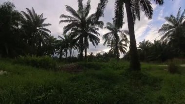 Güneş ışığı tarlaya yayılıyor parlak bir ışık patlaması yaratıyor..   