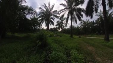 Kırsal kesimlerde hareket eden beyaz bulutlarla akşam gökyüzünün hızlandırılmış görüntüsü.  