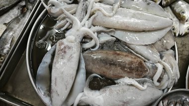 Taze dev loligo forbesii mürekkep balığı büyüklüğünde.. 