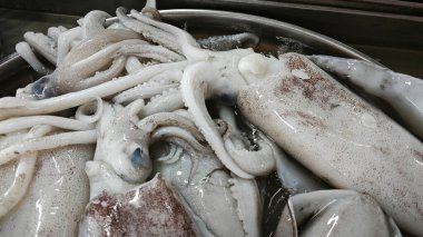 Taze dev loligo forbesii mürekkep balığı büyüklüğünde.. 