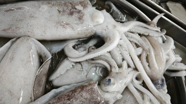 Taze dev loligo forbesii mürekkep balığı büyüklüğünde.. 