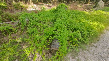 Vahşi çalılık momordika charantia sürünen bitki örtüsü çimen çayırı ve çürüyen bir gövde kapladı.