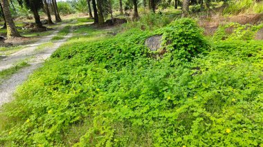 Vahşi çalılık momordika charantia sürünen bitki örtüsü çimen çayırı ve çürüyen bir gövde kapladı.