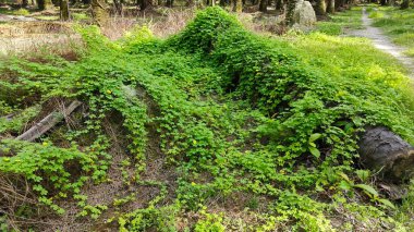 Vahşi çalılık momordika charantia sürünen bitki örtüsü çimen çayırı ve çürüyen bir gövde kapladı.