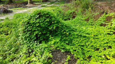 Vahşi çalılık momordika charantia sürünen bitki örtüsü çimen çayırı ve çürüyen bir gövde kapladı.