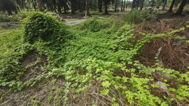 Vahşi çalılık momordika charantia sürünen bitki örtüsü çimen çayırı ve çürüyen bir gövde kapladı.