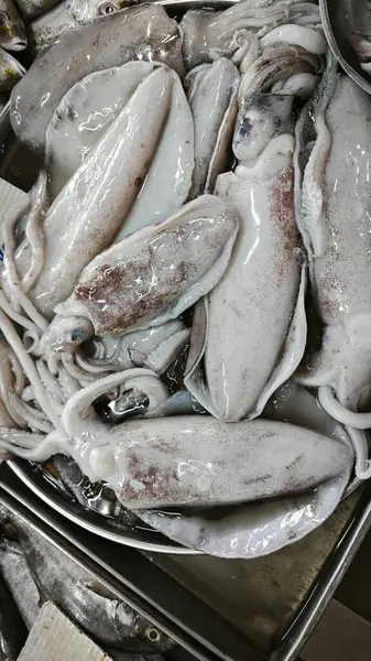 Taze dev loligo forbesii mürekkep balığı büyüklüğünde.. 