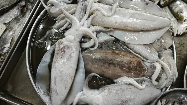 Taze dev loligo forbesii mürekkep balığı büyüklüğünde.. 