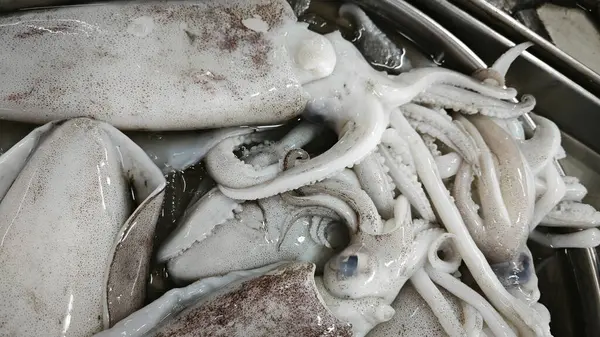 Taze dev loligo forbesii mürekkep balığı büyüklüğünde.. 