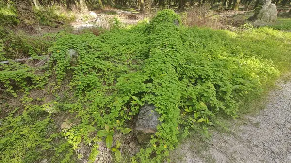 Vahşi çalılık momordika charantia sürünen bitki örtüsü çimen çayırı ve çürüyen bir gövde kapladı.