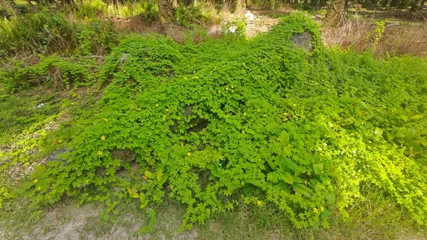 Vahşi çalılık momordika charantia sürünen bitki örtüsü çimen çayırı ve çürüyen bir gövde kapladı.