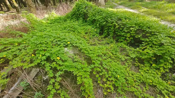 Vahşi çalılık momordika charantia sürünen bitki örtüsü çimen çayırı ve çürüyen bir gövde kapladı.