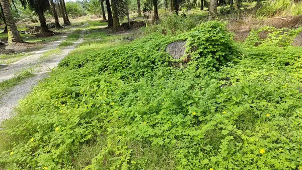 Vahşi çalılık momordika charantia sürünen bitki örtüsü çimen çayırı ve çürüyen bir gövde kapladı.