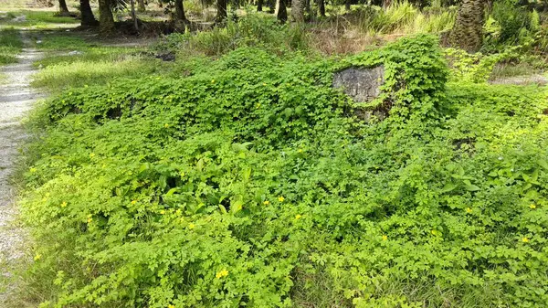 Vahşi çalılık momordika charantia sürünen bitki örtüsü çimen çayırı ve çürüyen bir gövde kapladı.