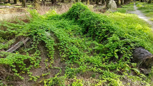 Vahşi çalılık momordika charantia sürünen bitki örtüsü çimen çayırı ve çürüyen bir gövde kapladı.