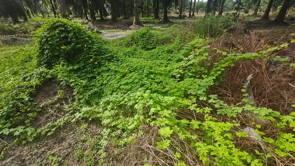 Vahşi çalılık momordika charantia sürünen bitki örtüsü çimen çayırı ve çürüyen bir gövde kapladı.