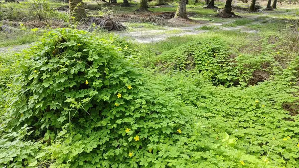 Vahşi çalılık momordika charantia sürünen bitki örtüsü çimen çayırı ve çürüyen bir gövde kapladı.