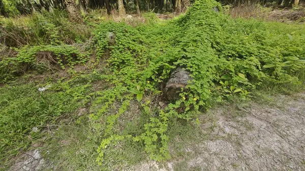 Vahşi çalılık momordika charantia sürünen bitki örtüsü çimen çayırı ve çürüyen bir gövde kapladı.
