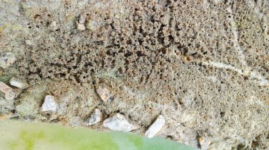 Su birikintisinin yanındaki küçük ateş karıncalı labirent yolu..