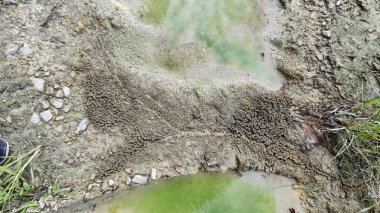 Su birikintisinin yanındaki küçük ateş karıncalı labirent yolu..