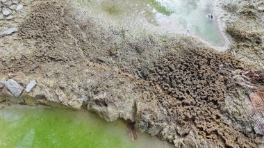 Su birikintisinin yanındaki küçük ateş karıncalı labirent yolu..