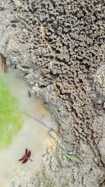Su birikintisinin yanındaki küçük ateş karıncalı labirent yolu..