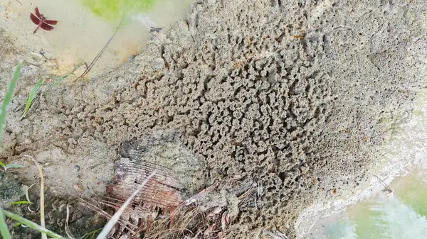 Su birikintisinin yanındaki küçük ateş karıncalı labirent yolu..