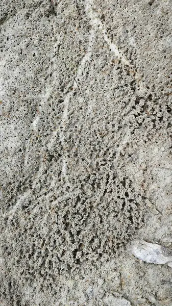 Su birikintisinin yanındaki küçük ateş karıncalı labirent yolu..