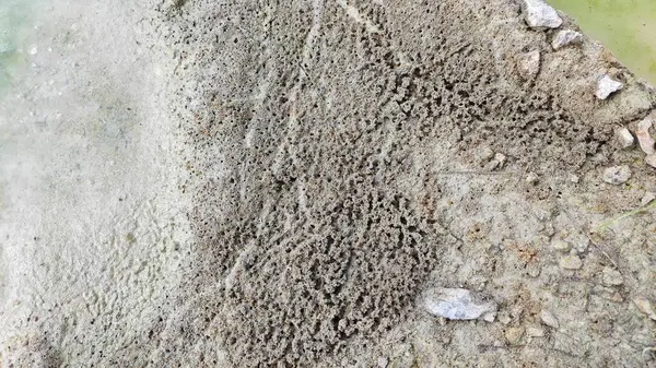 Su birikintisinin yanındaki küçük ateş karıncalı labirent yolu..