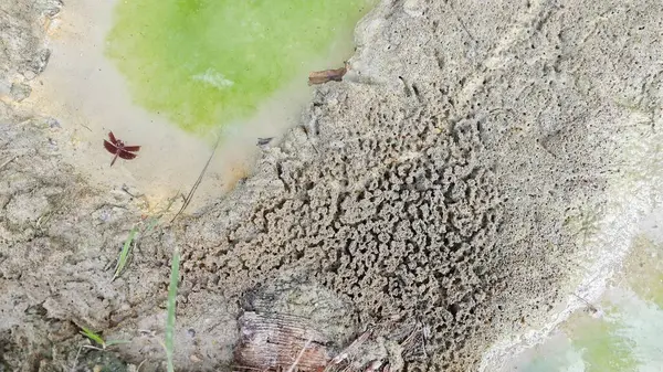 Su birikintisinin yanındaki küçük ateş karıncalı labirent yolu..