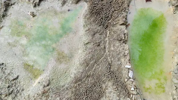 Su birikintisinin yanındaki küçük ateş karıncalı labirent yolu..