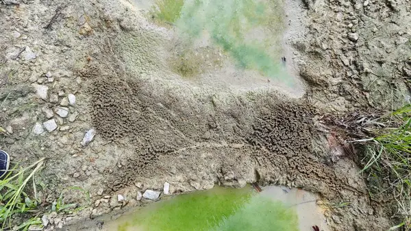 Su birikintisinin yanındaki küçük ateş karıncalı labirent yolu..