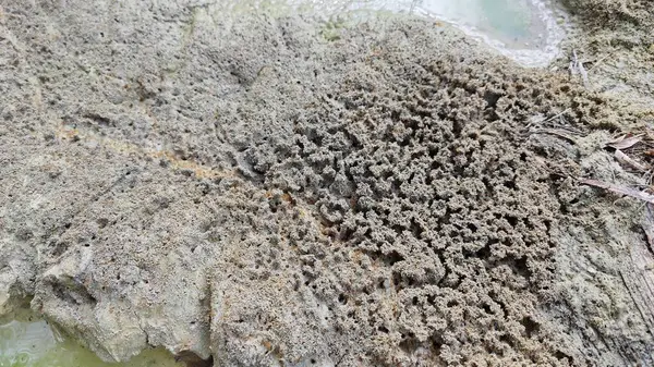 Su birikintisinin yanındaki küçük ateş karıncalı labirent yolu..