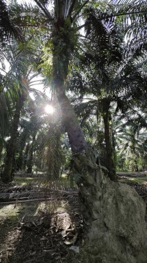 Güneş ışığı tarlaya yayılıyor parlak bir ışık patlaması yaratıyor..