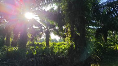 Güneş ışığı tarlaya yayılıyor parlak bir ışık patlaması yaratıyor..