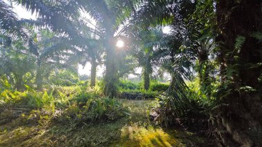 Güneş ışığı tarlaya yayılıyor parlak bir ışık patlaması yaratıyor..